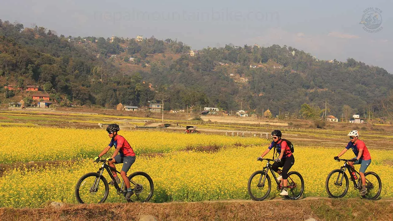 Mountain bikers riding through the mustard fields during the fixed departure day tour in Pokhara.