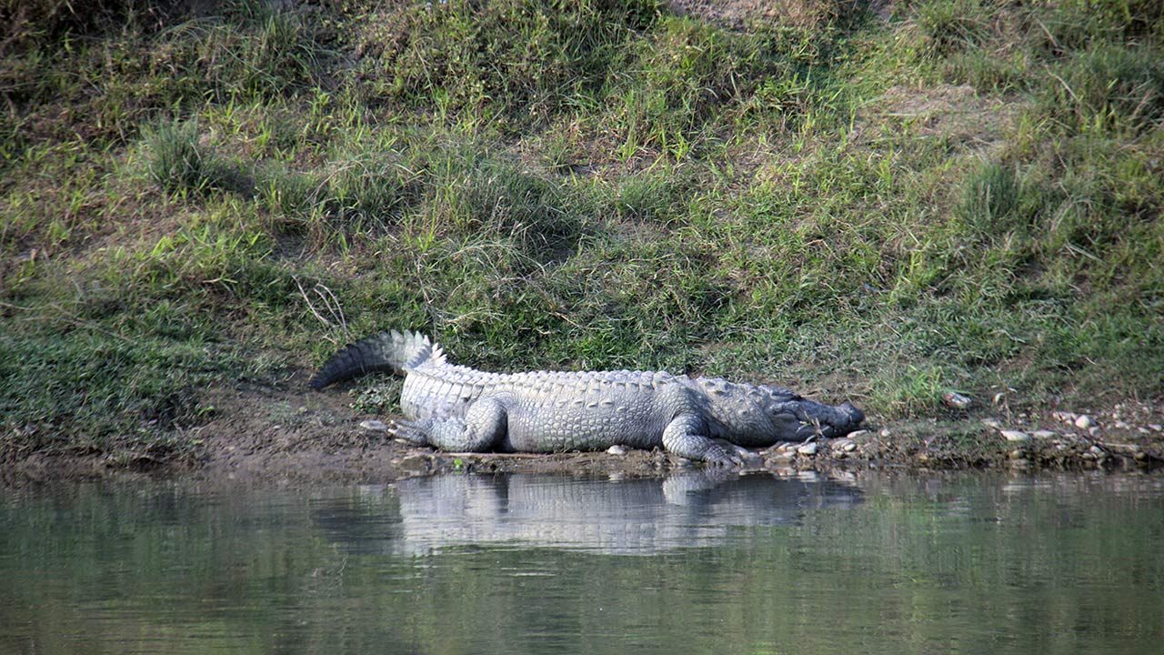 A crocodile is having a rest on the shore of River Rapti