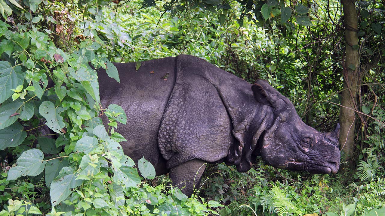 A one-horned rhino takes a shed inside bushes to hide from the burning sun