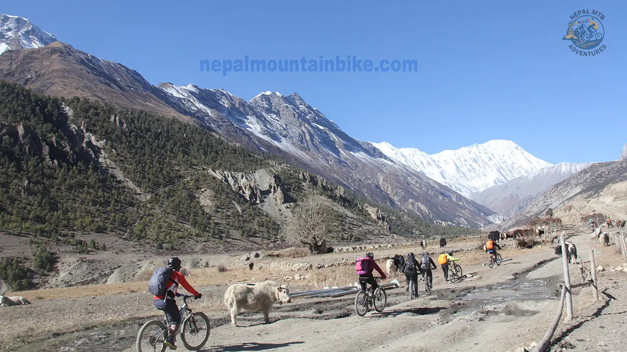 Mountain bikers riding through the herd of yaks during the Annapurna Circuit mountain biking tour in Nepal.