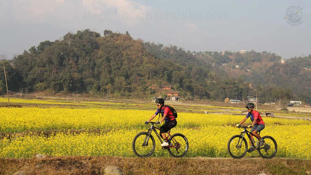 Mountain bikers are enjoying the ride through the mustard fields during the one day guided mountain bike tour in Pokhara.