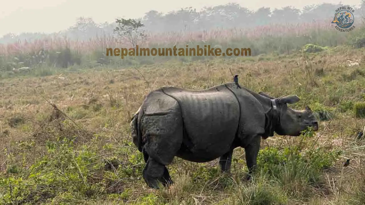One-horned Rhino spotted during Pokhara to Chitwan mountain biking tour in Nepal.
