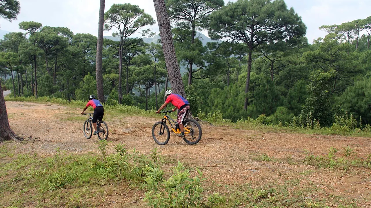Mountain bikers are riding through the lush pine forest during Pokhara to Chitwan MTB tour in Nepal.