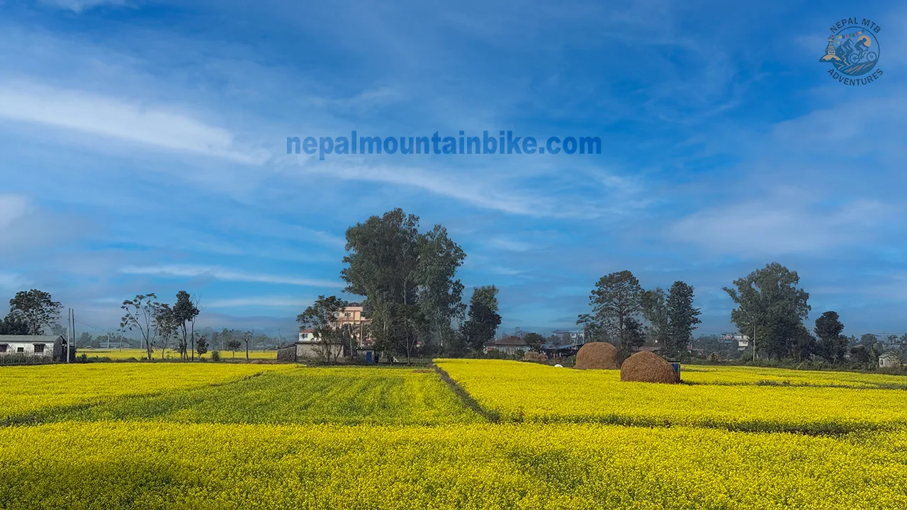 Mustard fields blooming yellow flowers captured during Pokhara to Chitwan mountain bike tour in Nepal.