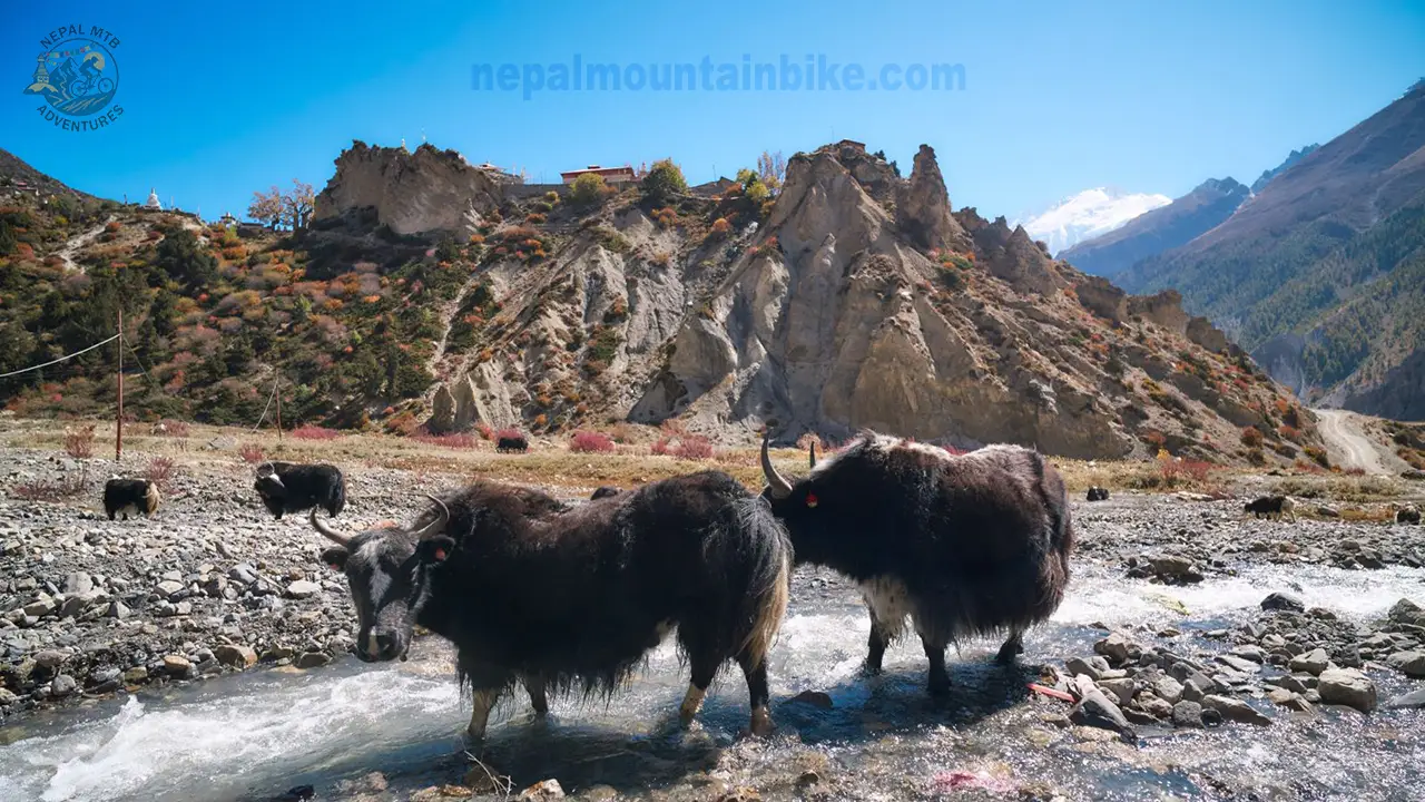 Yaks spotted drinking water during the guided mountain bike tour in the Himalayas of Nepal.