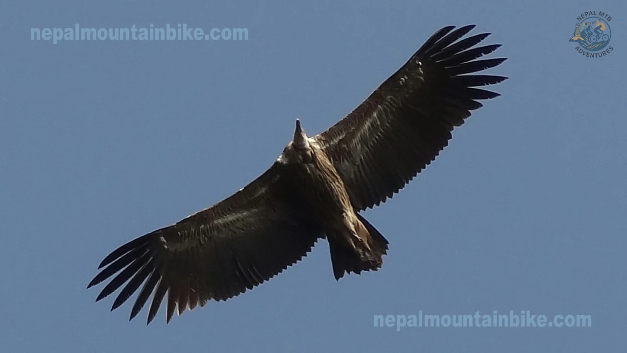 A vulture soaring in the air captured during the Dolpo mountain biking tour in Nepal.