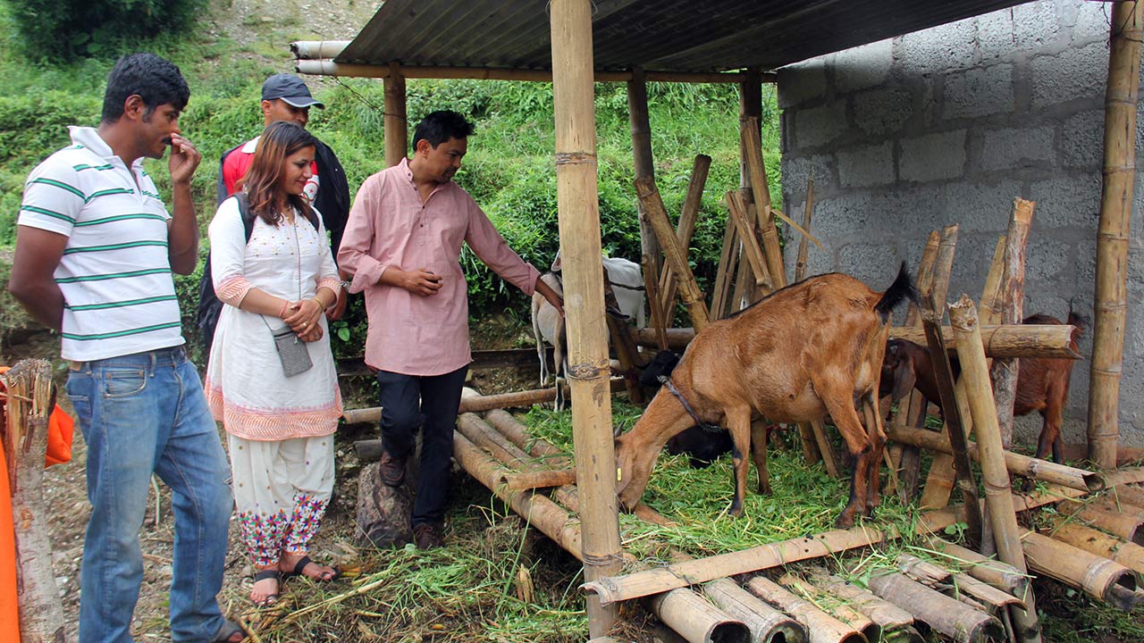 Group of people are observing goats.