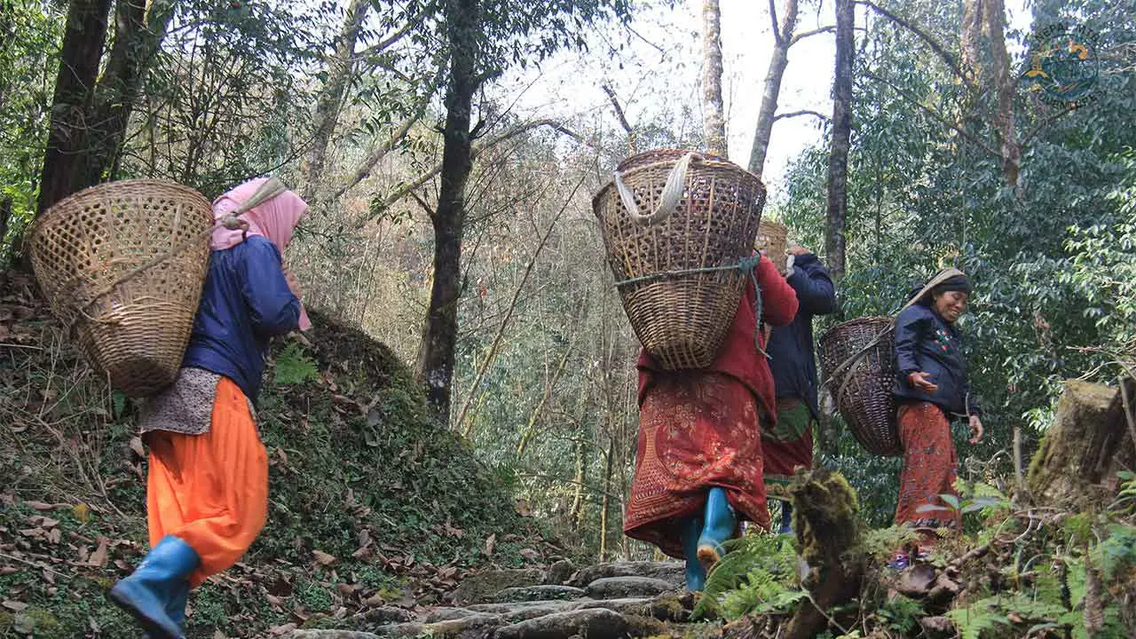Women carrying bamboo baskets to bring timber wood in Nepal's Mardi Himal region.